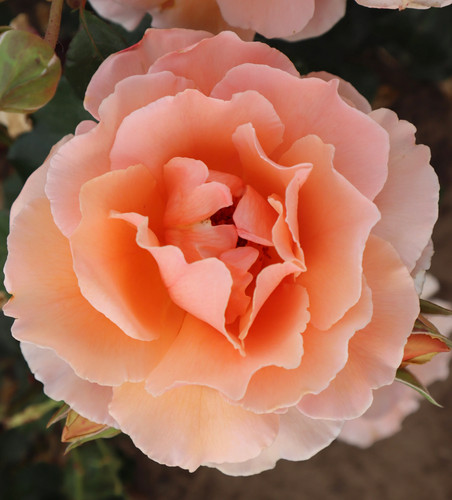 Rosa just joey potted - rosa, joey'