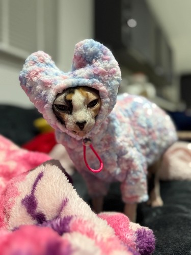 Sphynx cat teddy - sphynx, fleece