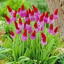 6 or 12 plugs NOT MINI Primula Vialli Red Hot Poker perennial alpine