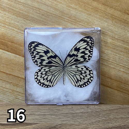 Art gift real papilio - art,