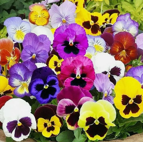 150 viola pansy swiss - х,