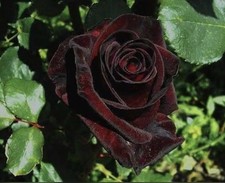 HYBRID TEA ROSE BLACK PRINCE BARE ROOT GARDEN ROSE,PERNNIAL PLANTS 