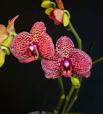 Rare Phalaenopsis "I-Hsin