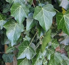 Hedera helix english ivy - helix,
