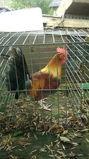 6+ blue red large fowl old