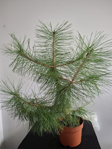 Scots pine bonsai pinus - scots,