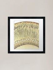 Drawing of Hippocampus by