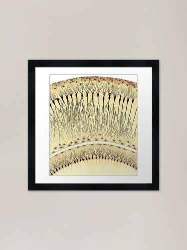 Drawing hippocampus by - drawing,