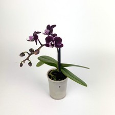 Phalaenopsis Orchid 6cm Pot