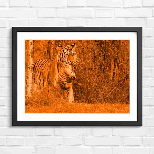 Mother tiger carrying cub - mother, in