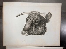 9 Vintage Animal Prints Bull