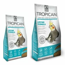 Hari tropican cockatiel - hari,