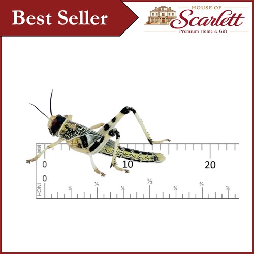 Mega tub live locusts - mega,
