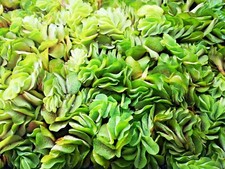 Salvinia auriculata floating - auriculata,