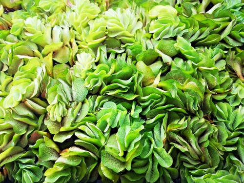 Salvinia auriculata floating - salvinia,