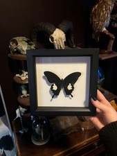 Framed Papilio polytes