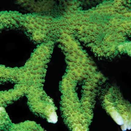 Aquacultured neon green - aquacultured,