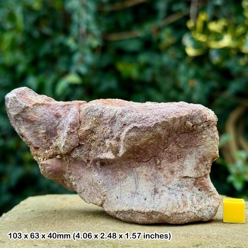 Theropod vertebra fossil - theropod,