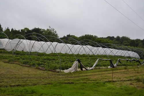 Photo 6x4 polytunnels - photo,