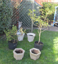 5-Foot Bay Tree, 2.5-Foot