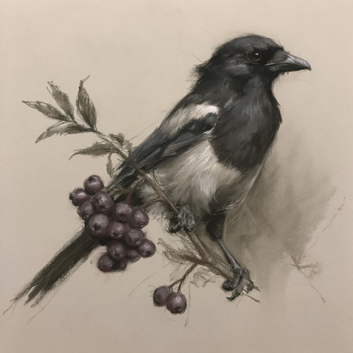 Raven crow bird drawing - raven,