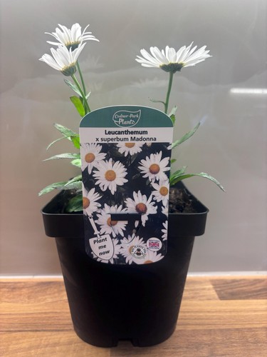 Leucanthemum madonna shasta - leucanthemum, 2l