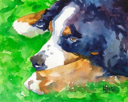 Bernese mountain dog - dog, of