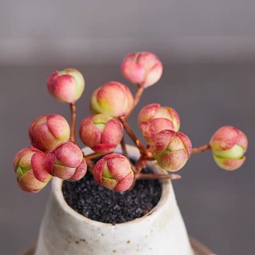 Aeonium saundersii adodes - saundersii,