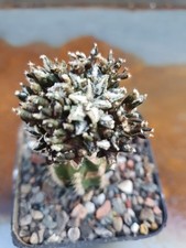Ariocarpus kotschoubeyanus monstrosa, Grafted, With surprise Gift Cactus