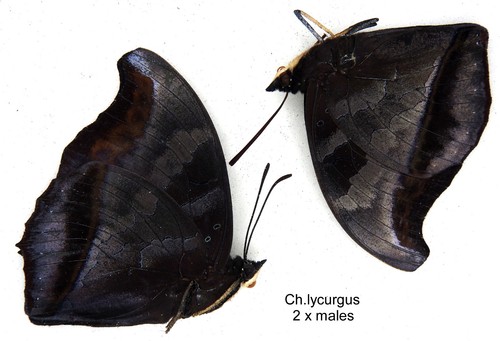 Butterfly charaxinae 2 x - charaxinae,