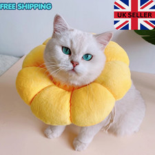 Soft Cute Sun Flower cat