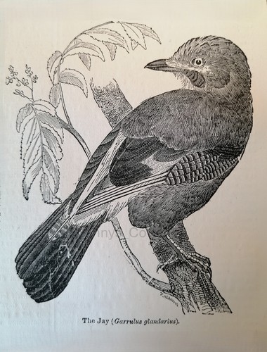 Vintage 19th century repro - repro, jay
