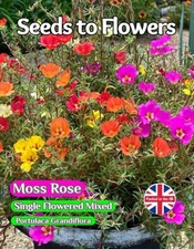 MOSS ROSE - PORTULACA