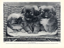 PEKINGESE THREE CUTE PUPPIES LOVELY OLD ORIGINAL 1934 DOG PRINT