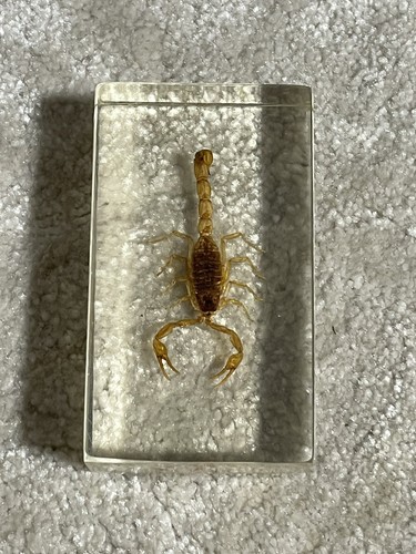 Scorpion bug insect preserved - insect,