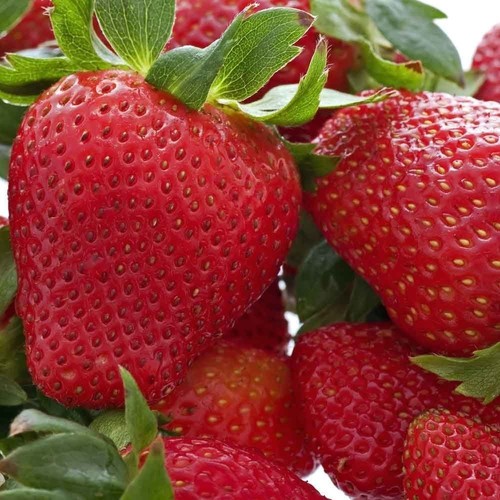 Bare root strawberry - bare,