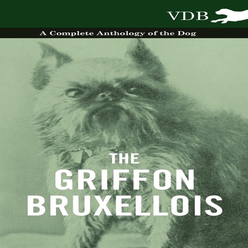 The griffon bruxellois a - the,