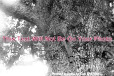 KE 2105 - Arnolds Oak With Man Trap, Eastling, Kent