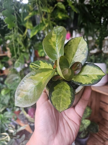 Hoya mini mix - hoya,