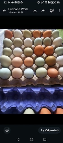 Free range fresh chicken eggs - free,