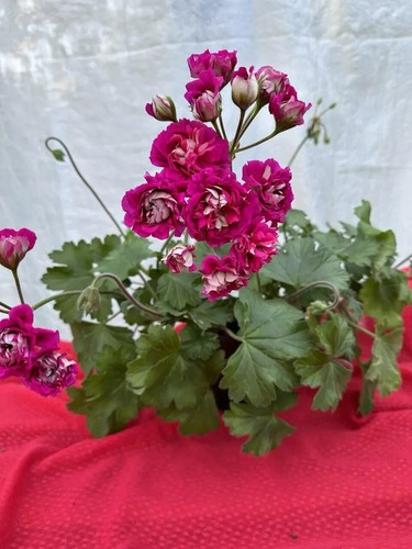 Pelargonium painting cancan - pelargonium,