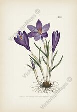 Spring giant Crocus vernus Curtis Botanical Magazine 1805 art print poster
