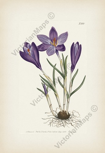 Antique botanical print - , spring
