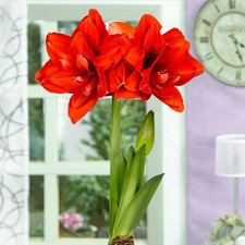 Amaryllis Hippeastrum bulb