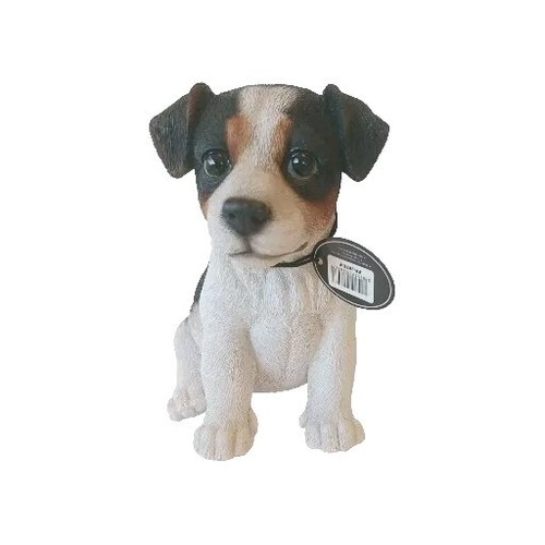 Tricolour jack russell dog - jack,