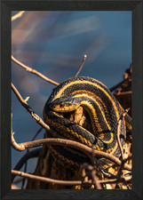 Garter Snake on Branch Framed