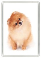 POMERANIAN DOG FRIDGE MAGNET
