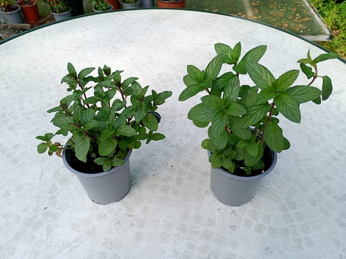 Two black peppermint - two,