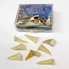 Children's Mini Shark Teeth Box - Fossils of 5-12 Shark Tooth 