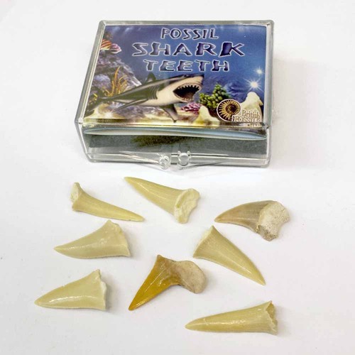 Children mini shark teeth - mini,